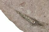 Eocrinoid (Ascocystites) Mortality Plate - Ordovician #305165-2